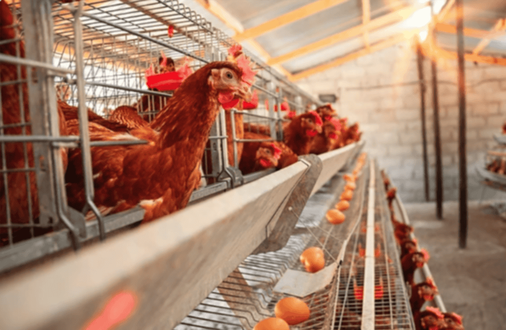Galloia in gabbia di allevamento di polli per uova biologiche.