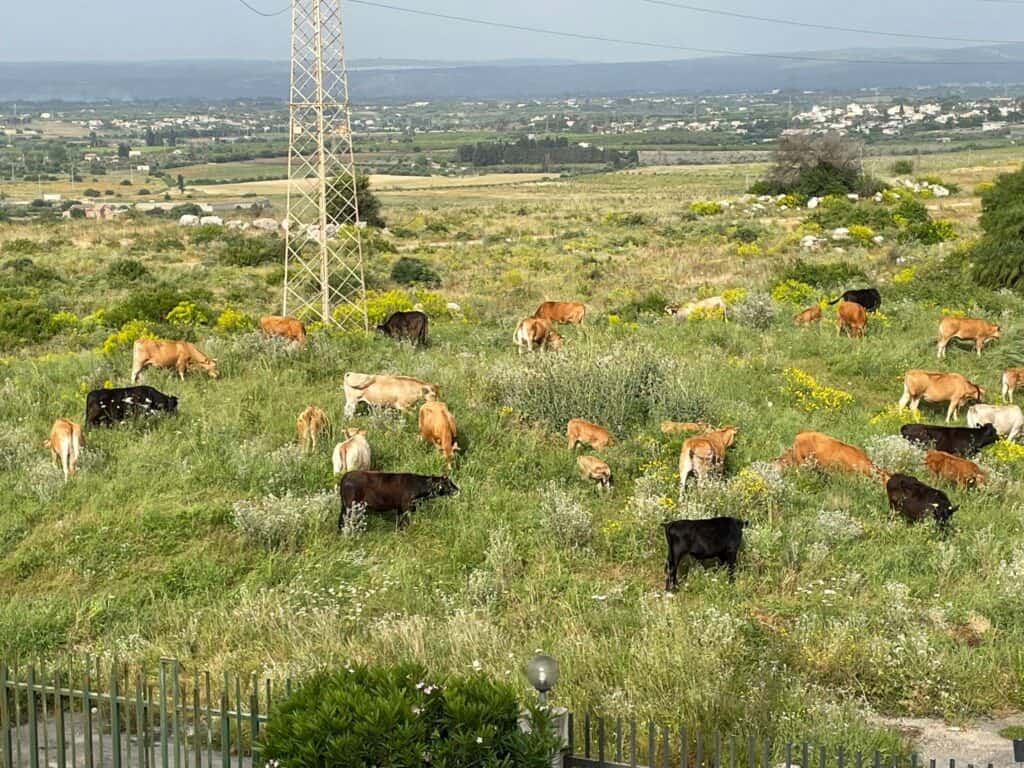 Panoramica degli allevamenti in Italia